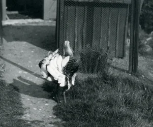 Una grande otarda che mostra le sue piume allo zoo di Londra, maggio 1914